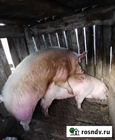 Хряк-производитель Каменномостский - изображение 1
