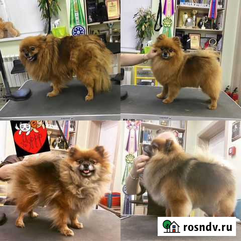 Груминг собак и кошек Смышляевка - изображение 1