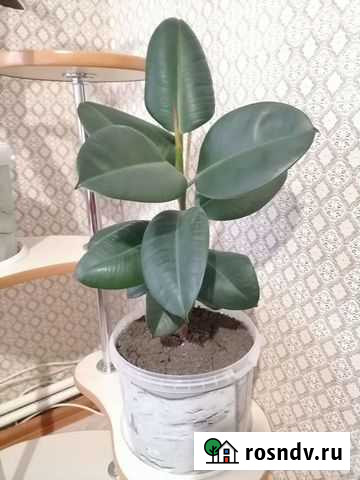 Комнатные цветы Лабинск - изображение 1