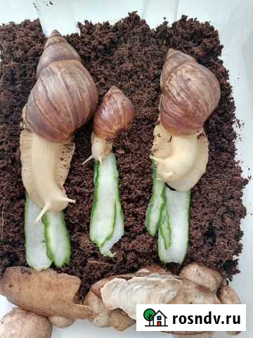 Улитки белые Ахатины Магнитогорск - изображение 1