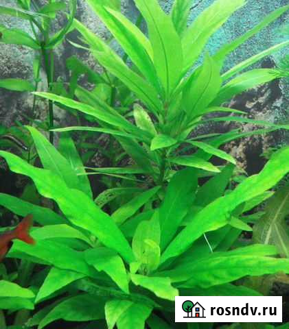 Лимонник - номафила прямая Пушкино - изображение 1