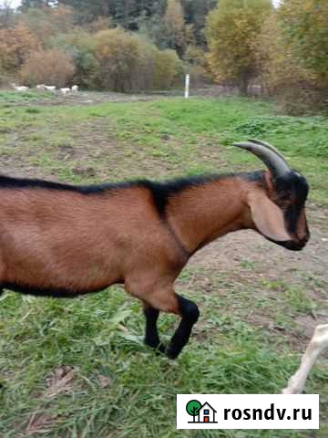 Продажа молодого козла в марте 1 год Луга - изображение 1