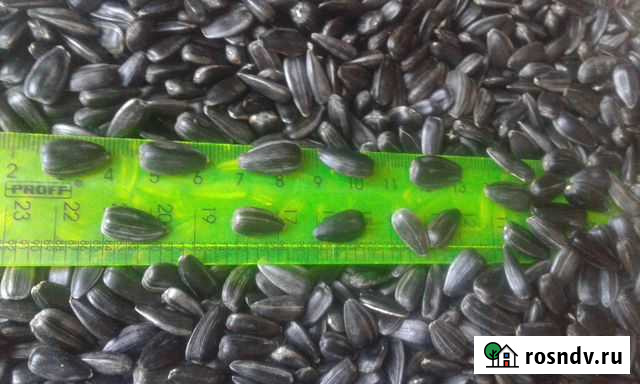 Подсолнечник кондитерский 36+, 38+, 40+ Усть-Лабинск - изображение 1