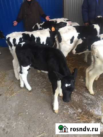 Бычки для выращивания Котово - изображение 1