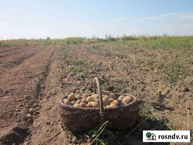 Продам мелкий картофель на корм скоту Лебедянь - изображение 1