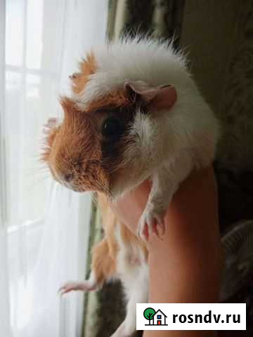 Морская свинка Витязево - изображение 1