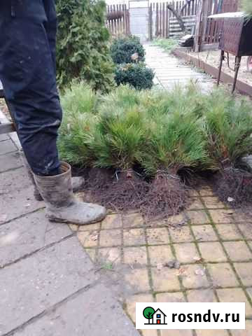 Сосна крымская (чёрная) сеянцы саженцы оптом Кропоткин - изображение 1