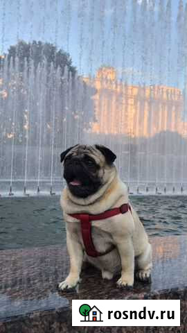 Вязка мопс Санкт-Петербург - изображение 1