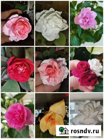 Сортовые бальзамины, более 70сортов Саратов - изображение 1