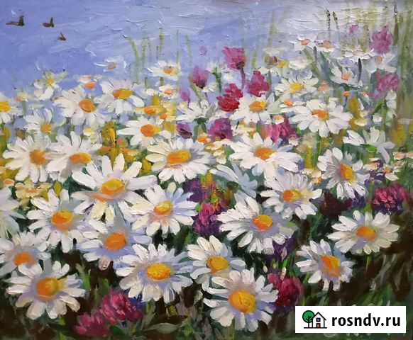 Ромашки на лугу Набережные Челны - изображение 1