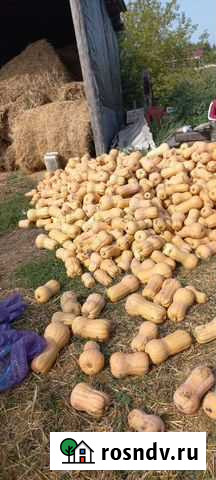 Тыква Матильда Елец - изображение 1