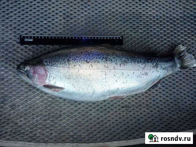 Форель Воскресенск - изображение 1