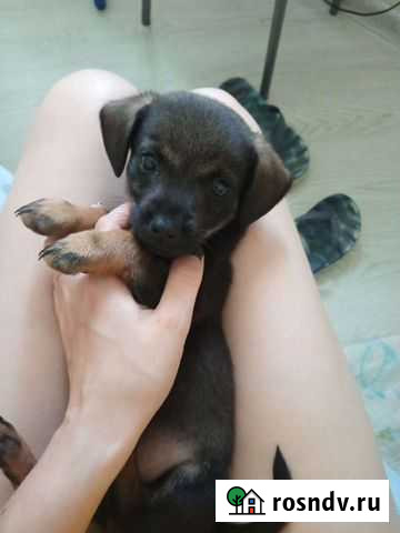 Щенок, очень похож на той-терьера Северская - изображение 1