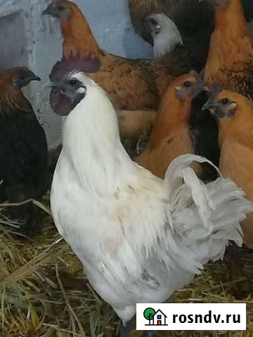 Куры Варениковская - изображение 1