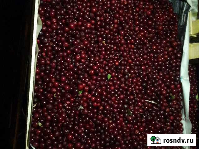 Брусника Белебей - изображение 1