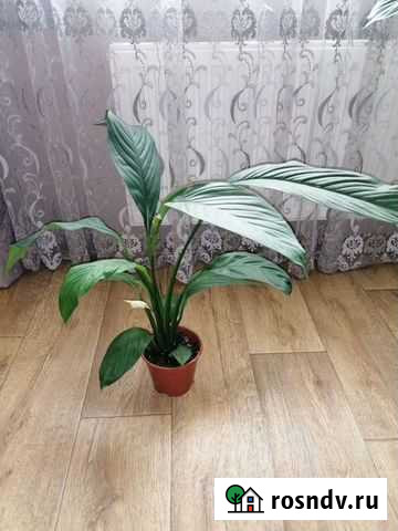 Спатифиллум Сенсация Саратов - изображение 1