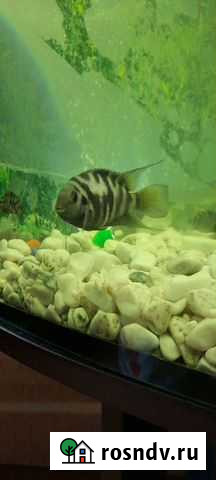 Цихлида Мытищи - изображение 1