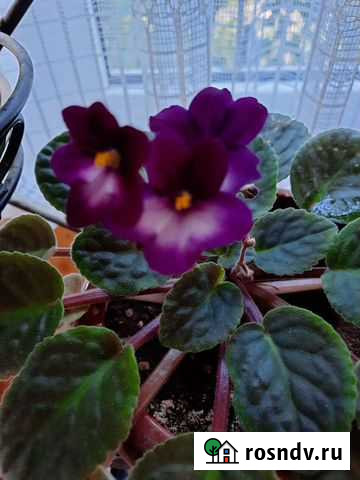 Фиалки, рождественник, кактус, каланхоэ Севастополь - изображение 1