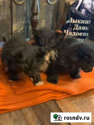 Самые милые котята Санкт-Петербург - изображение 1