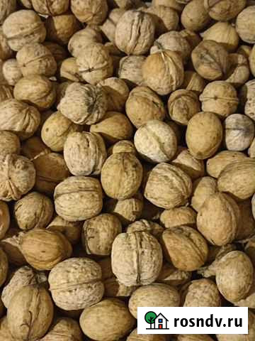 Орех грецкий Шахты - изображение 1