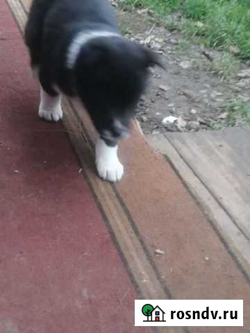 Щенки Ижевск - изображение 1