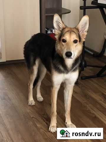 Собака в добрые руки Балашиха - изображение 1