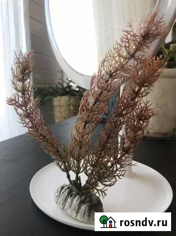 Растения для аквариума Псков - изображение 1