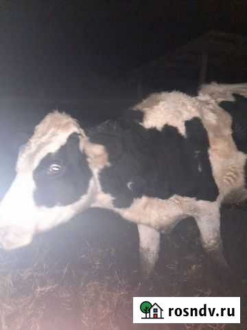 Крс Приволжье - изображение 1