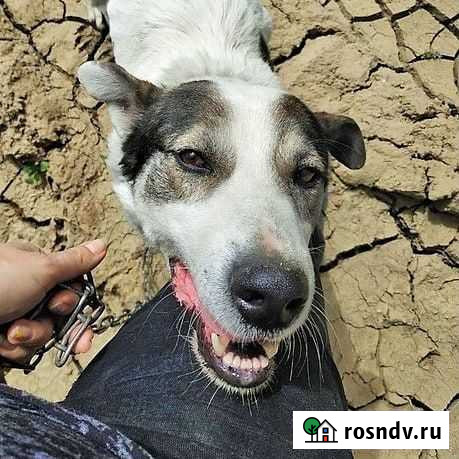 Бак добрый охранник. 3,5 года. Любит ездить в авто Яблоновский - изображение 1