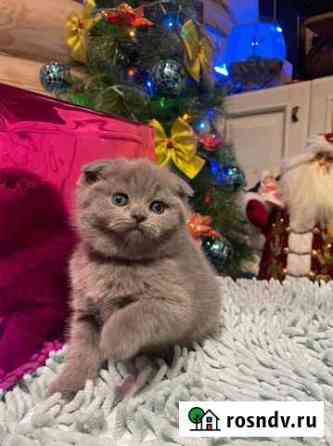 Шотландские котята Михнево