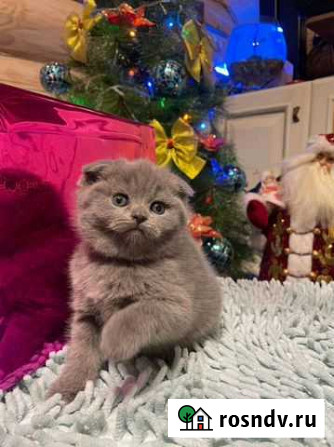 Шотландские котята Михнево - изображение 1