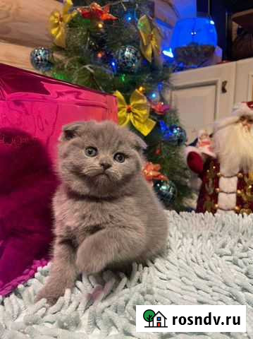 Шотландские котята Михнево - изображение 1