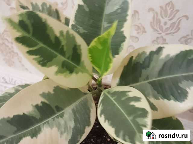 Фикусы разные сорта Махачкала - изображение 1