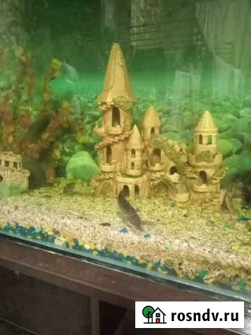 Аквариум Волгодонск - изображение 1