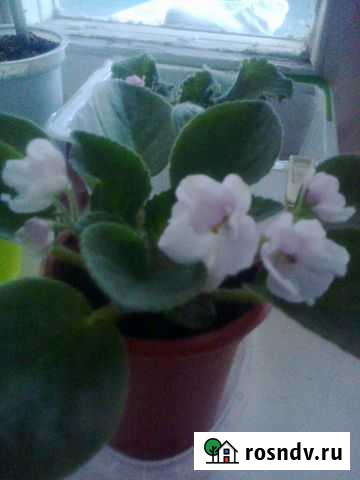 Фиалка Рязань - изображение 1