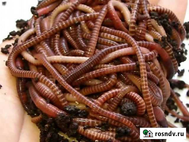 Черви для рыбалки дендробена венета Московский - изображение 1