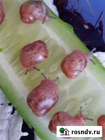 Улитки ахатины бесплатно Алексин - изображение 1