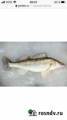 Рыба Судак (свежемороженый в пленке) Волжский - изображение 1