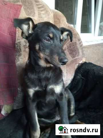 Щенок подросток Дмитриевка - изображение 1