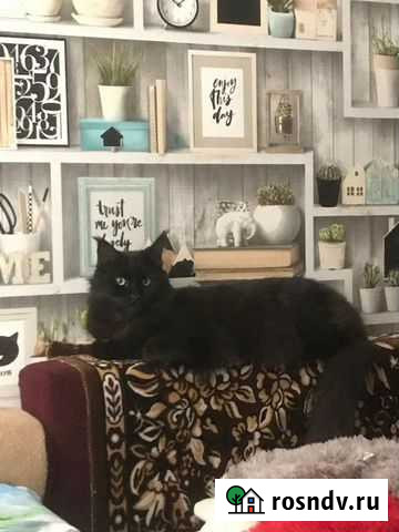 Кошка мейн-кун Гулькевичи - изображение 1