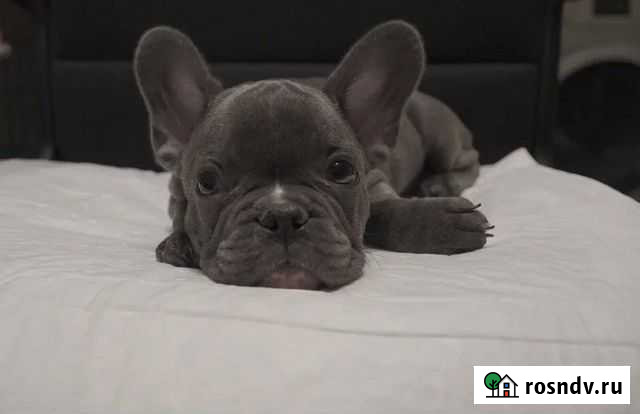 Невероятные голубые красавцы и красавицы Москва - изображение 1