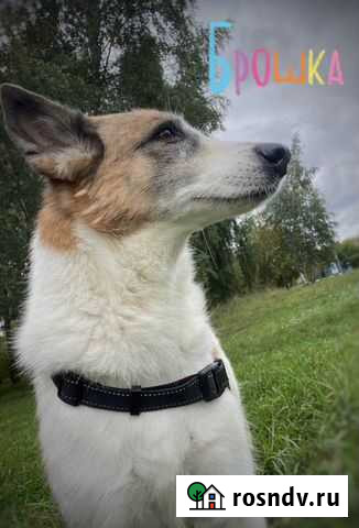 Нежная собака из приюта на дожитие Москва - изображение 1