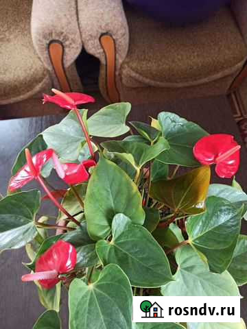 Антуриум Муром - изображение 1