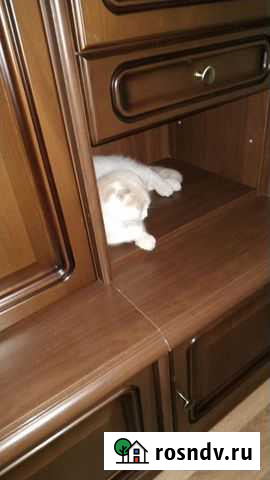 Вислоухий кот Воронеж - изображение 1