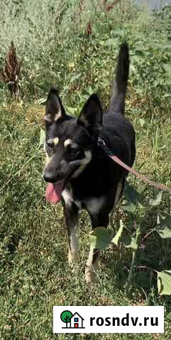 Собака Саратов - изображение 1