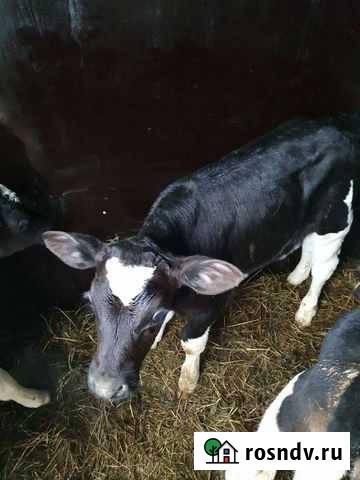 Бычки Калининская - изображение 1