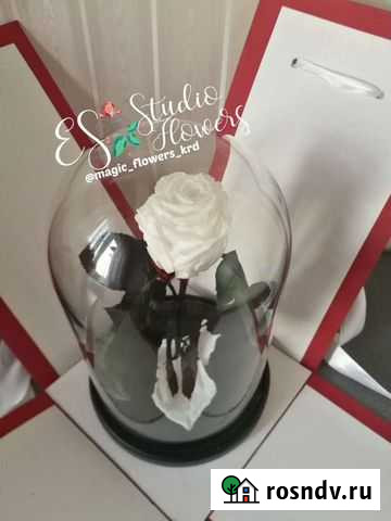 Роза в колбе белая Краснодар - изображение 1