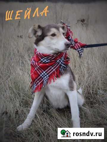 Очень красива собака из приюта Москва - изображение 1