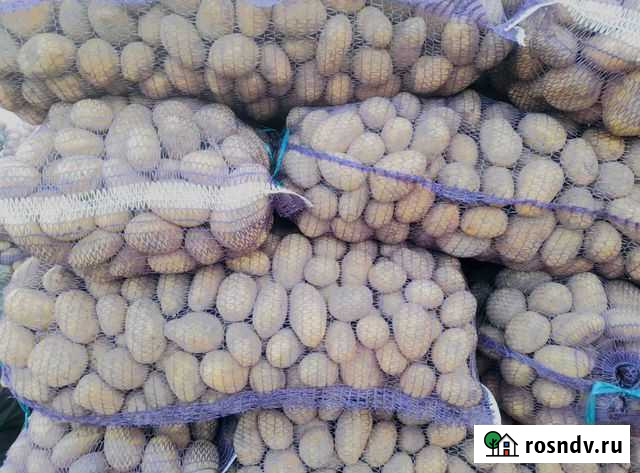 Картофель Елец - изображение 1