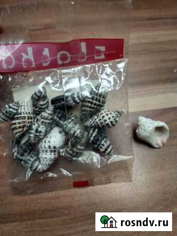 Ракушки/ распылитель Киров - изображение 1